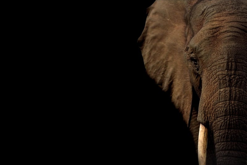 Elephant in the Bush