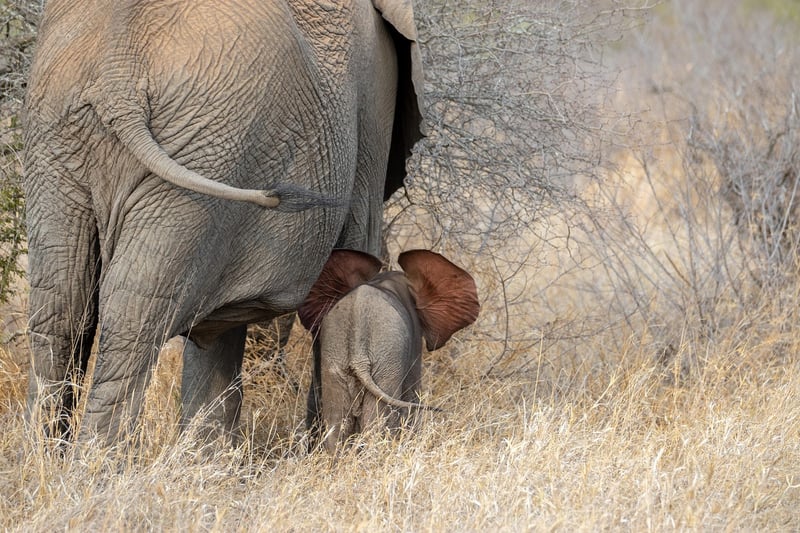 Elephant in the Savannah